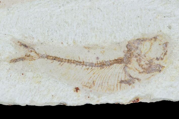 Cretaceous Fossil Fish - Morocco #104400